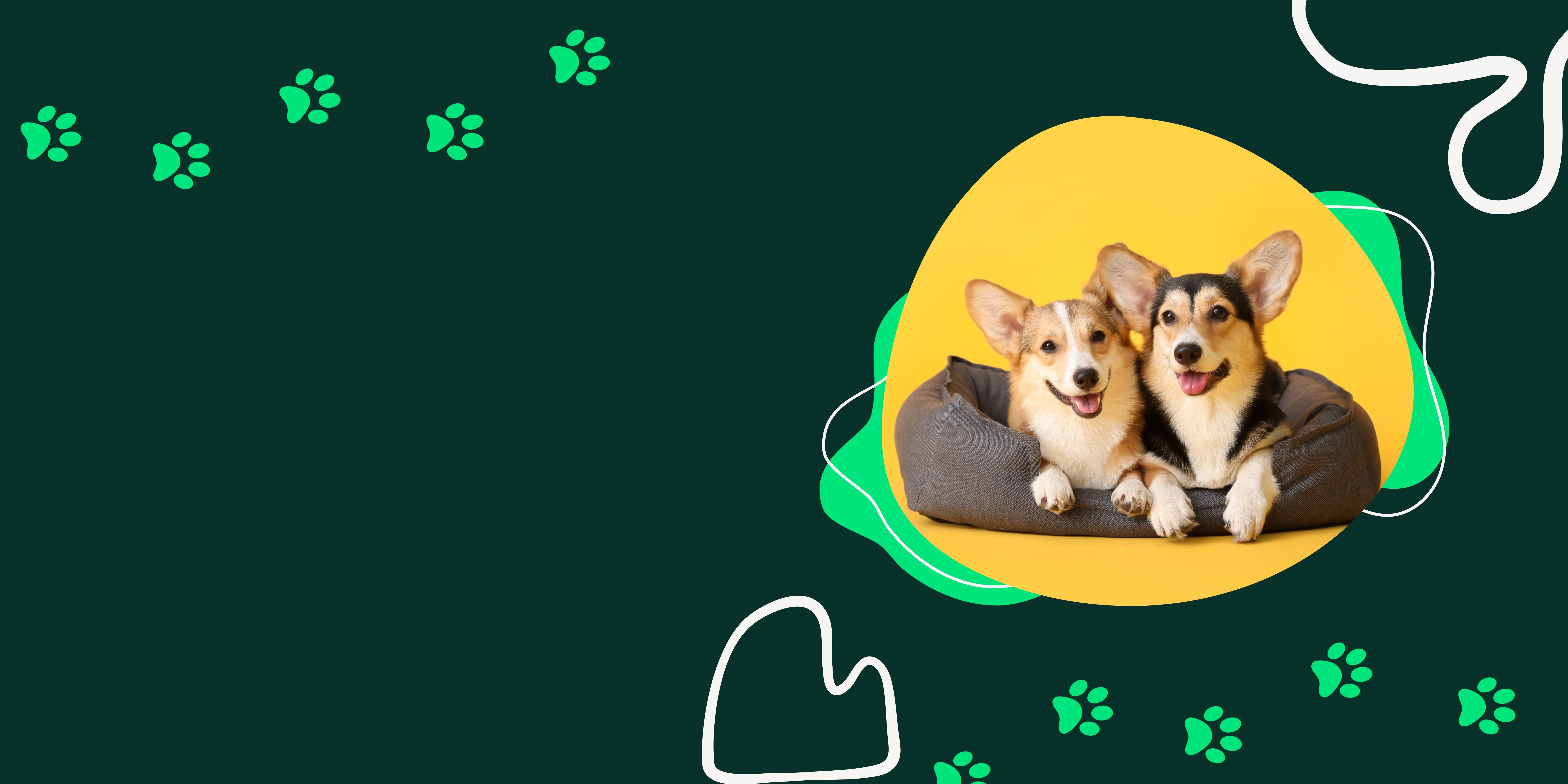 Pets Canune Cardiology