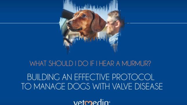 Building an Effective Protocol to Manage Dogs with Valve Disease