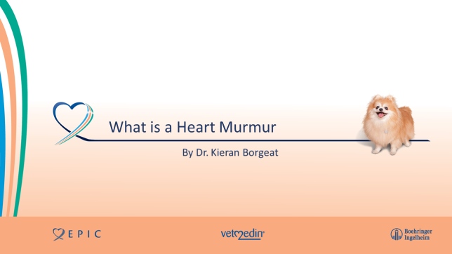 What is a heart murmur