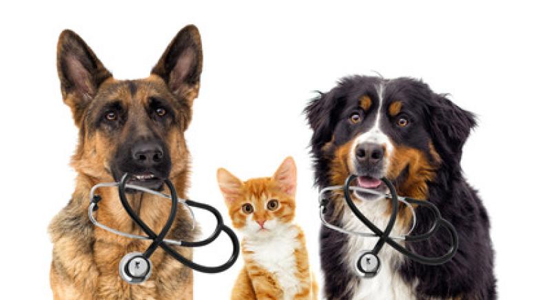 dog with stethoscope